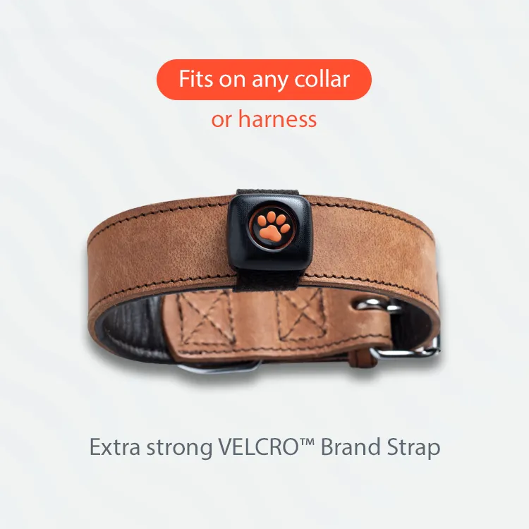 PitPat 2 dog activity monitor, product photo