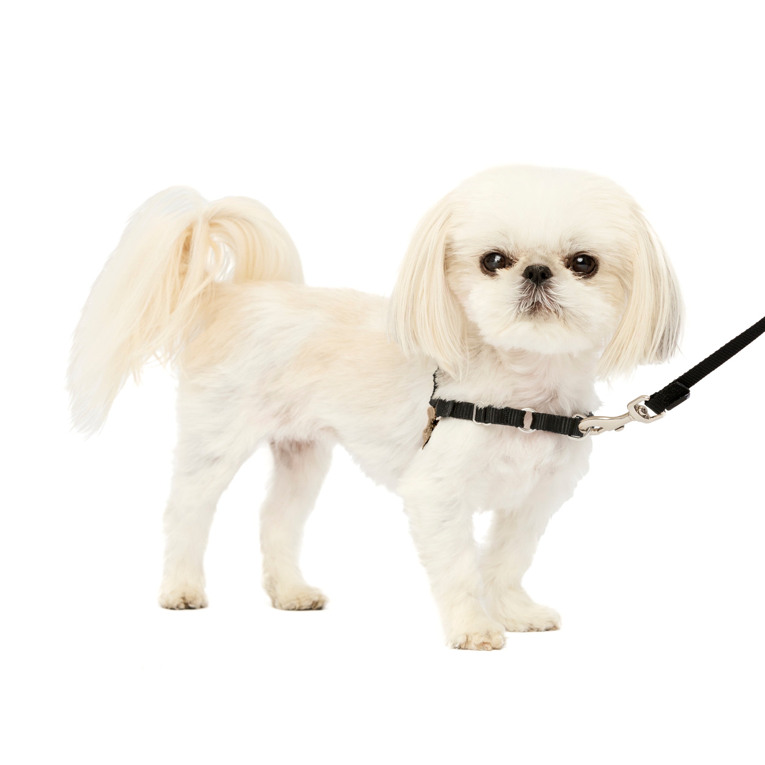 PetSafe Easy Walk Harness